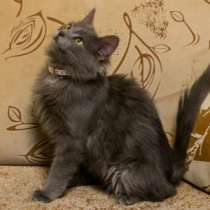 Отдам даром Сильвер, фенотип нибелунга, чудесный кот, в Москве