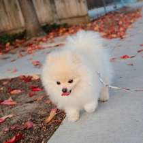 Шпиц Орел, в Орле