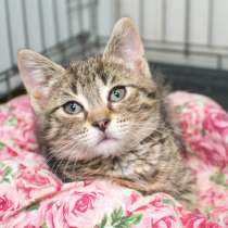 Эмили научит вас дружить, в Москве