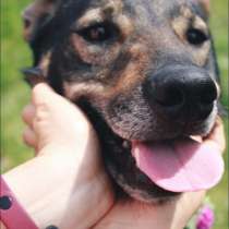 Ричи ласковый котик в собачьем обличье! Ищем хозяев!, в Москве