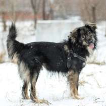 Добрейший Барни, спасенный из рук живодеров, ищет семью!, в Москве