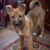 Очаровательные рыжики! Щенки в добрые руки, в Москве