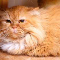 Варежка ищет любящую семью, в Москве