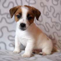 Джек расел Тобольск, в Тобольске