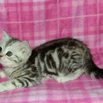 Гилберт, в Санкт-Петербурге