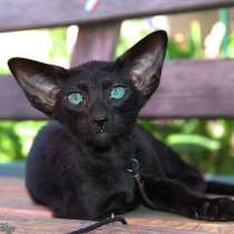 Ориентальные котята, белого, черного и пятнистого окраса, в Самаре