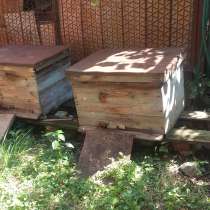 Продам улики с пчёлами, в Краснодаре