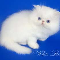 Элитный персидский котенок Xmas белого окраса голубоглазый, в Москве