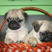 Мопс Щеночки, в Новосибирске