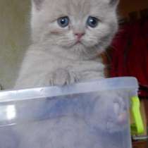 Шотландские страйты, в Липецке