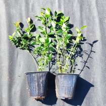 Саженцы голубики садовой из питомника опт с доставкой по РФ, в Москве