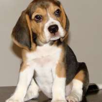 Бигль Магадан, в Магадане