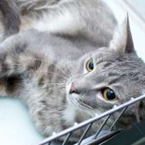 Великолепный Беби-барс, в Москве