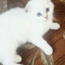 Шотландские котята, в Москве