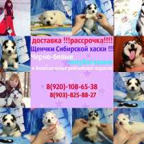 Божественные малыши сибирской хаски, в Оренбурге