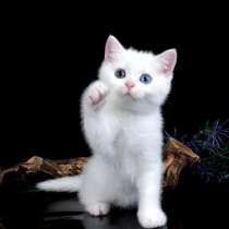 Белый шотландский кот прямоухий купить, в Краснодаре