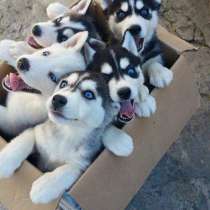 Хаски Самаре, в Самаре