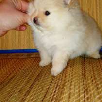 Щенки померанского шпица из питомника - медвежий тип белый, в г.Минск