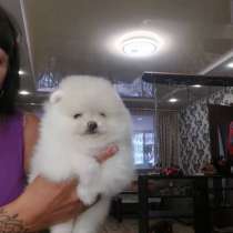 Шпицы щенки 2.5мес, привиты, в Краснодаре