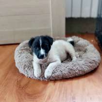 Маленький хорошенький белый щенок, в Санкт-Петербурге