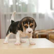 Щенки бигля, в Санкт-Петербурге