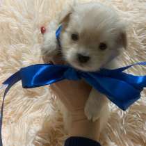 Чихуахуа, в Красноярске