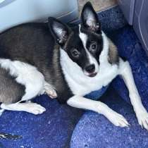 Девочка 7 месяцев, с кошками дружит!средней породы, в Кемерове