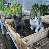 Котята в добрые руки, в Самаре