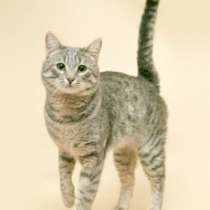 Отдам даром Сеня, молодой позитивный домашний котик, в Москве