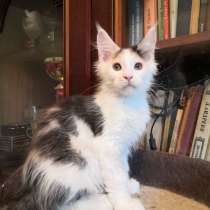 Девочка мейн кун, в Москве