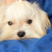 Мальтезе мини мальчик для себя, в Москве