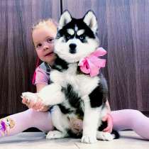 Яркие пушистые собачки хаски, в Краснодаре