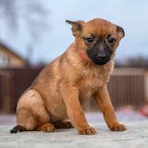 Некрупные домашние щенки, мальчики и девочки в добрые руки, в Москве