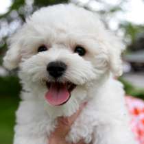 Бишон фризе Благовещенске, в Благовещенске