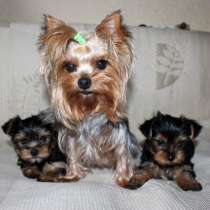 Йоркширский терьер Оренбурге, в Оренбурге