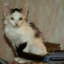 Котик, 2 месяца, в Воронеже