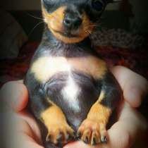 Той терьер Череповец, в Череповце