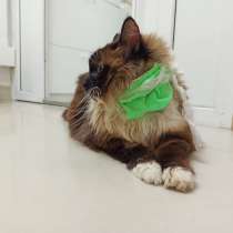 Молодой котик Тимофей в добрые руки, в Москве