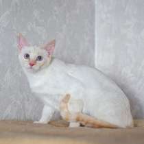 АЛСУ – тайская красотка, в г.Минск