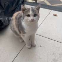 Котенок в добрые руки, в Каспийске