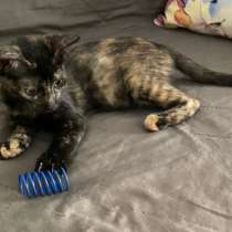 Красавица-гречанка Искра ищет добрые руки, в Санкт-Петербурге