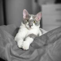 Отдам кошечку, в Томске