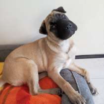 Отдам породистую девочку, в Краснодаре