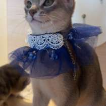 出售一只abyssinian 4个月龄 公猫, в Москве