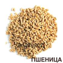 Пшеница 3,5 класс, в Казани