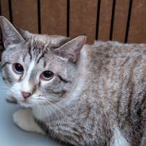 Обаятельный Джейкоб ждет хозяев в приюте Муркоша, в Москве