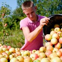 Сборщик яблок, 3-х разовое питание, в г.Липецк