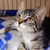 Красавица Бабочка готова к отправлению в новый дом, в Москве