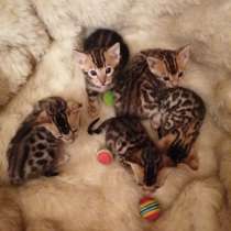 Котята, в г.Рига
