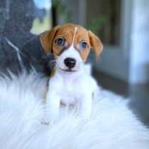 Щенки джек рассела, в Иркутске